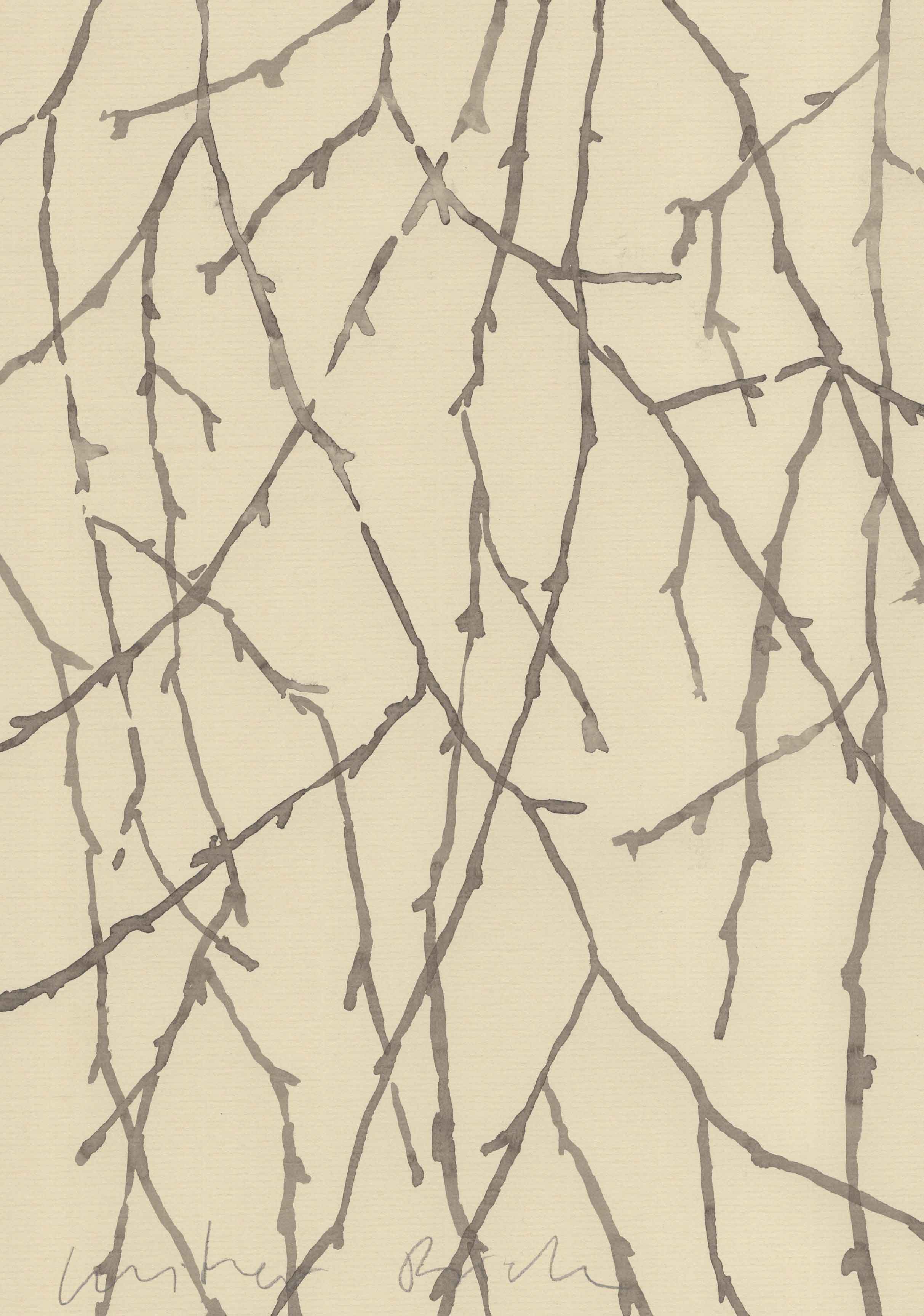 BIRCH IN WINTER