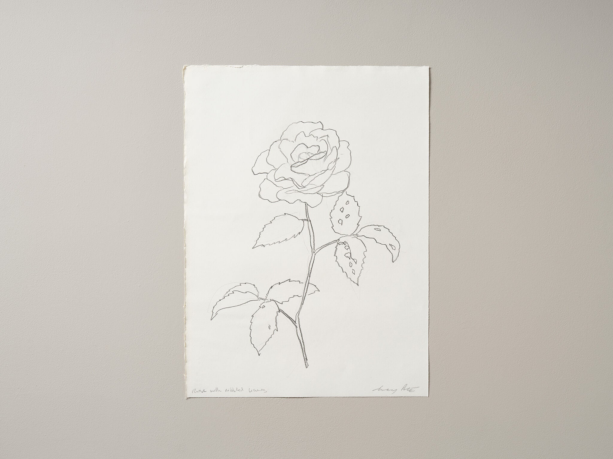 Contemporary Fine Art graphite artwork by Lucy Auge inspired by seasonal landscape observation