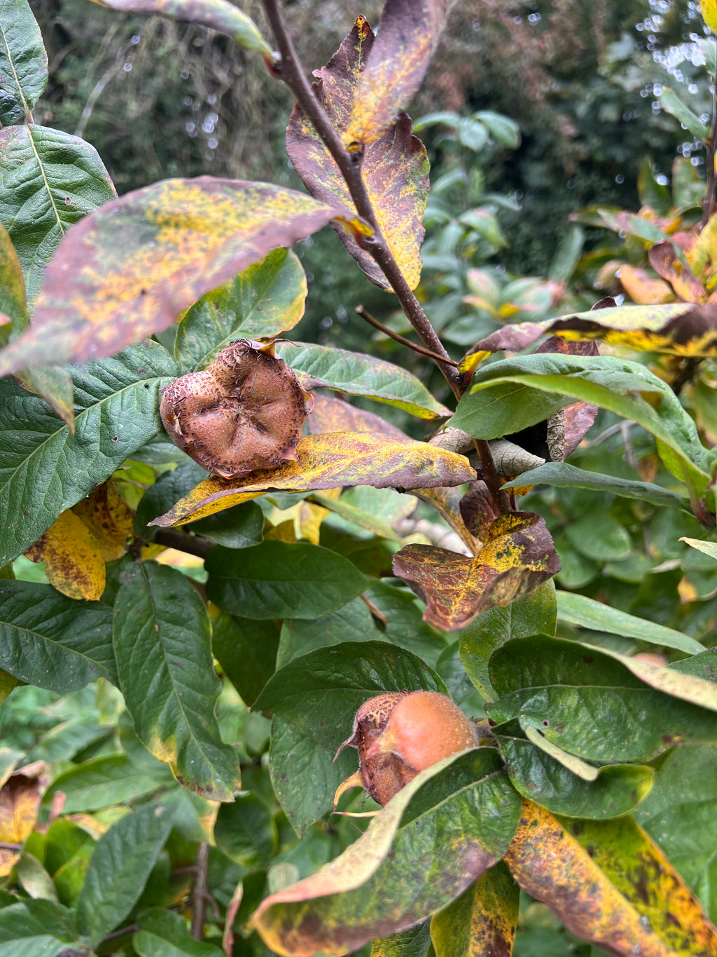 SMALLCOMBE NUTTERY MEDLAR - AUTUMN