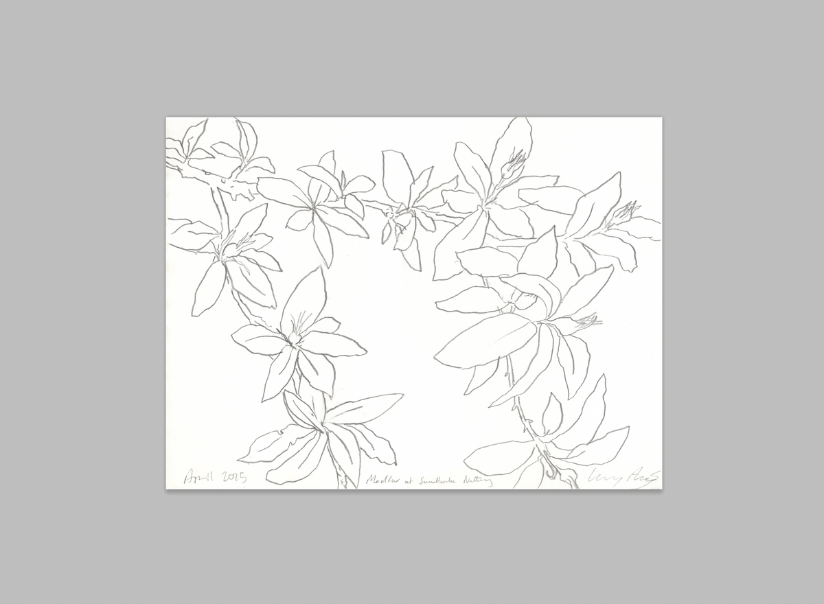 SMALLCOMBE NUTTERY MEDLAR - SPRING