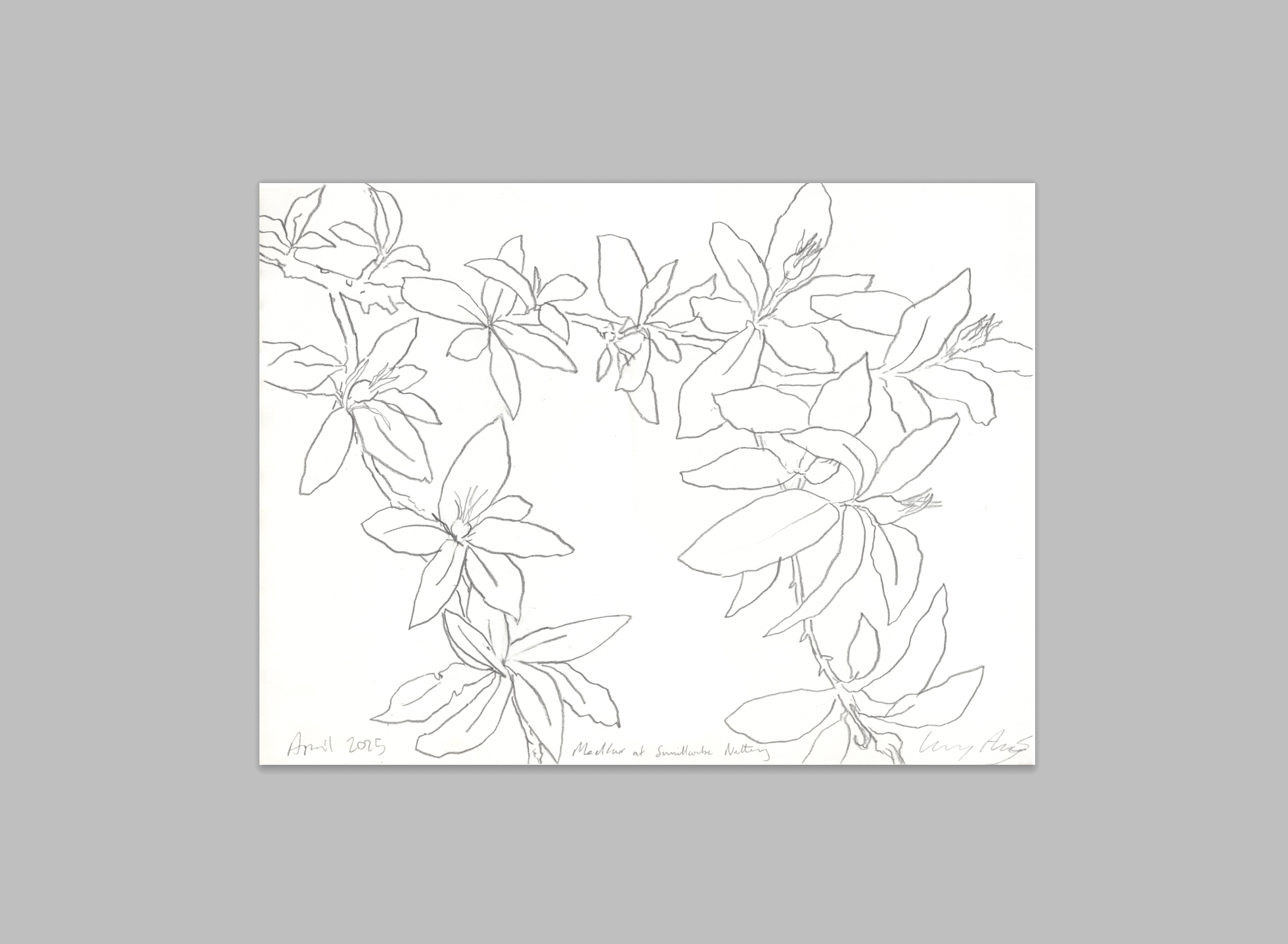 SMALLCOMBE NUTTERY MEDLAR - SPRING