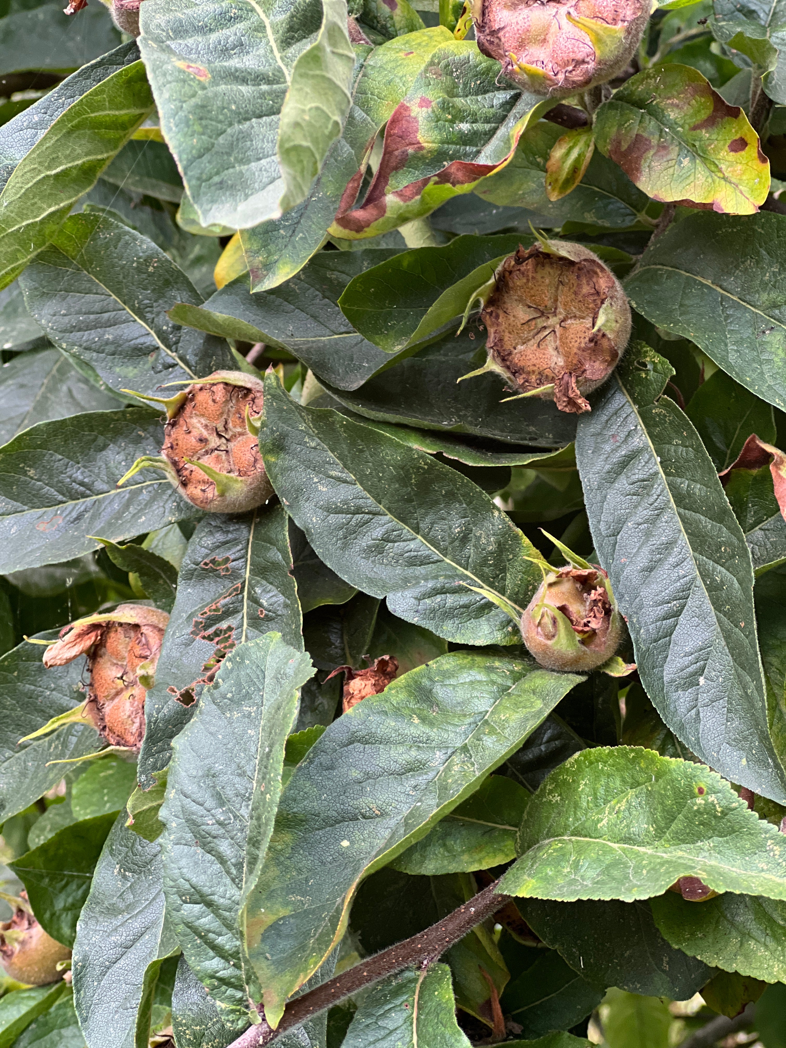 SMALLCOMBE NUTTERY MEDLAR - SUMMER