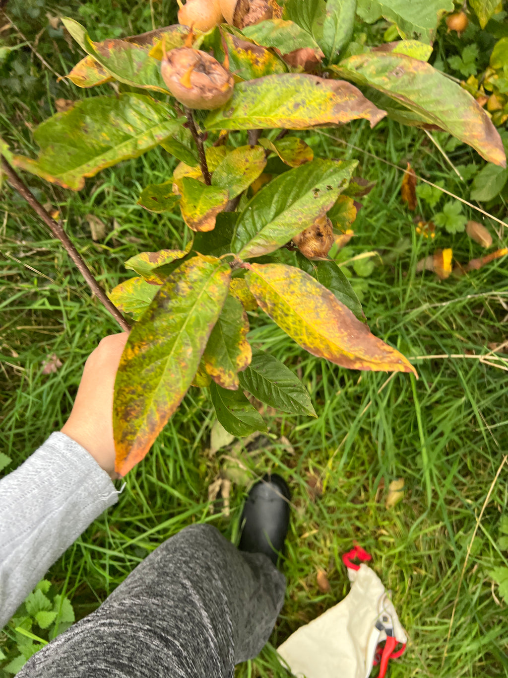 SMALLCOMBE NUTTERY MEDLAR - AUTUMN