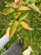 SMALLCOMBE NUTTERY MEDLAR - AUTUMN