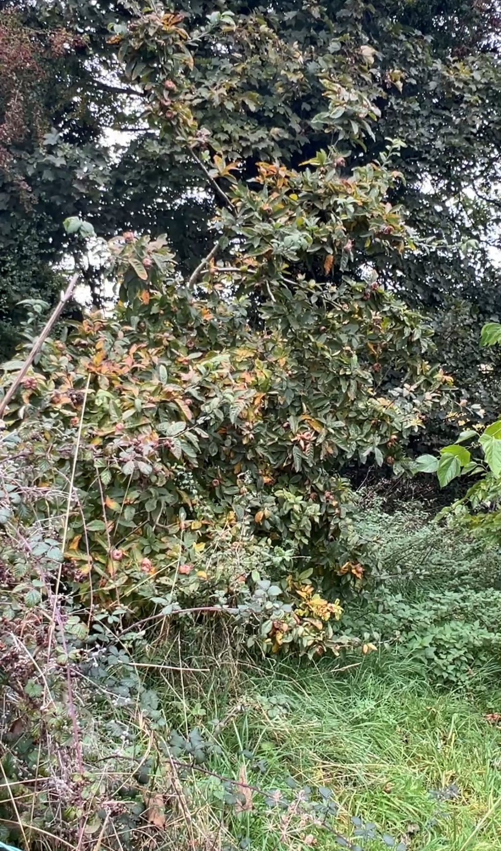 SMALLCOMBE NUTTERY MEDLAR - AUTUMN