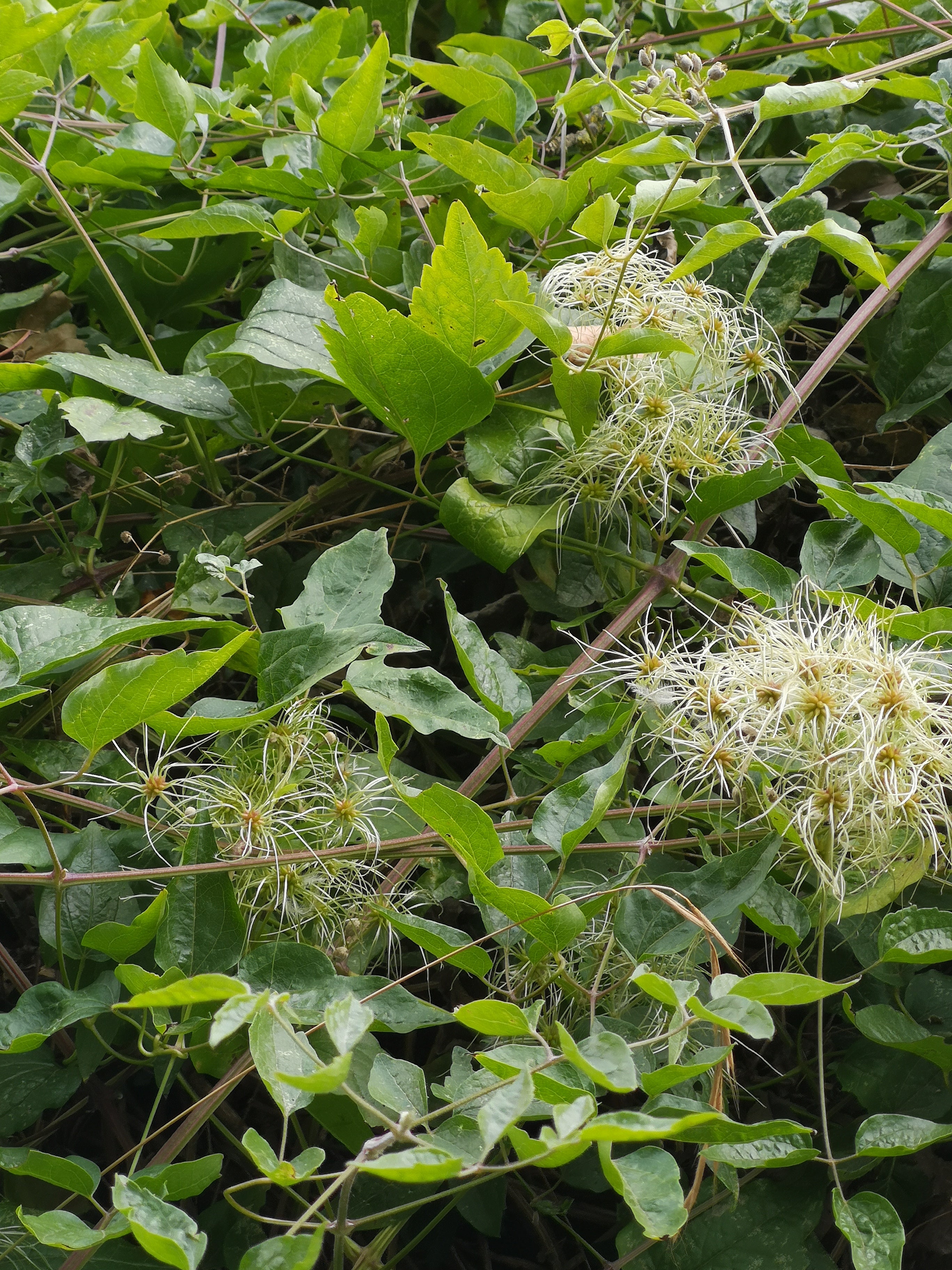 OLD MAN'S BEARD