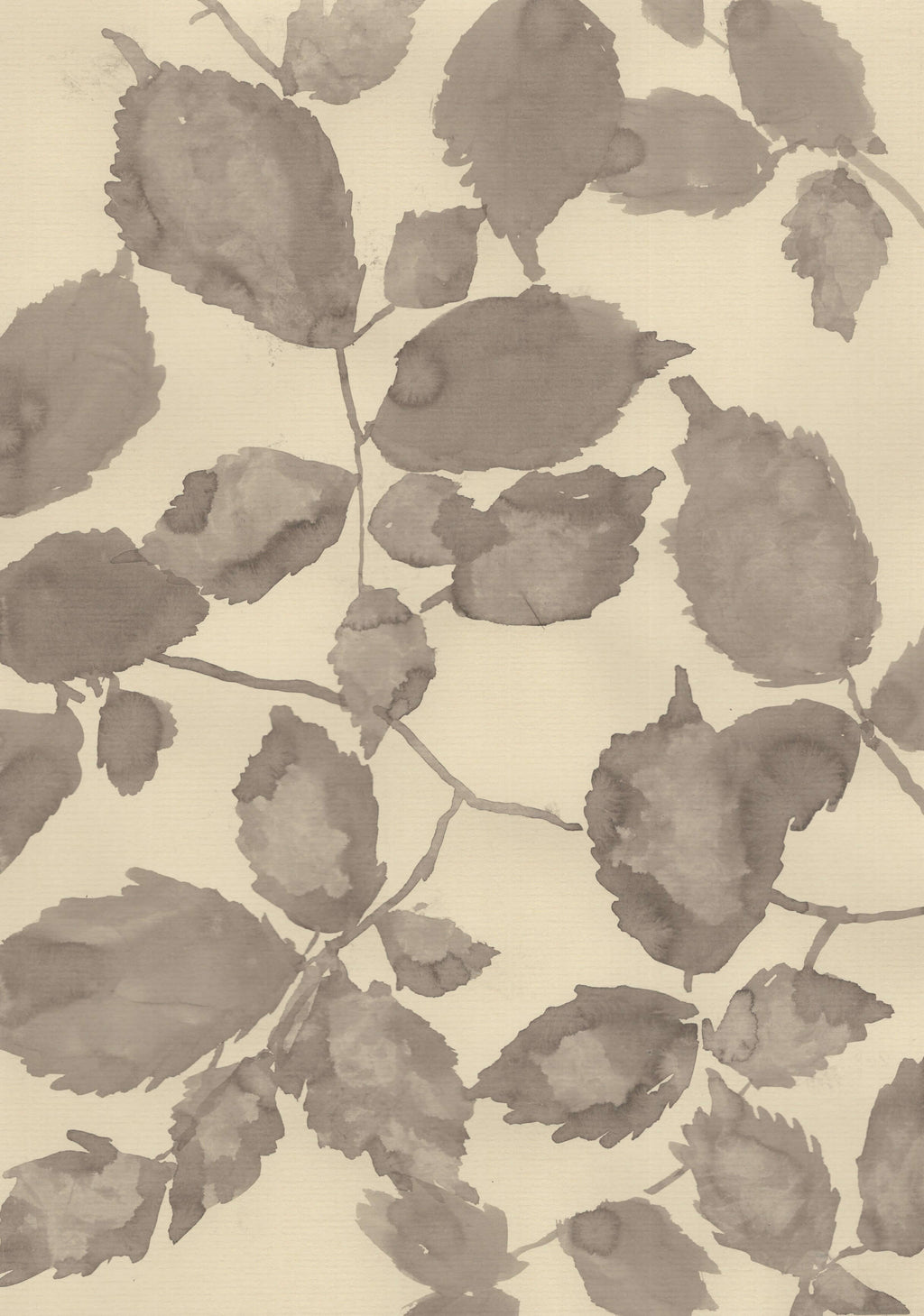 A Peaceful Elm