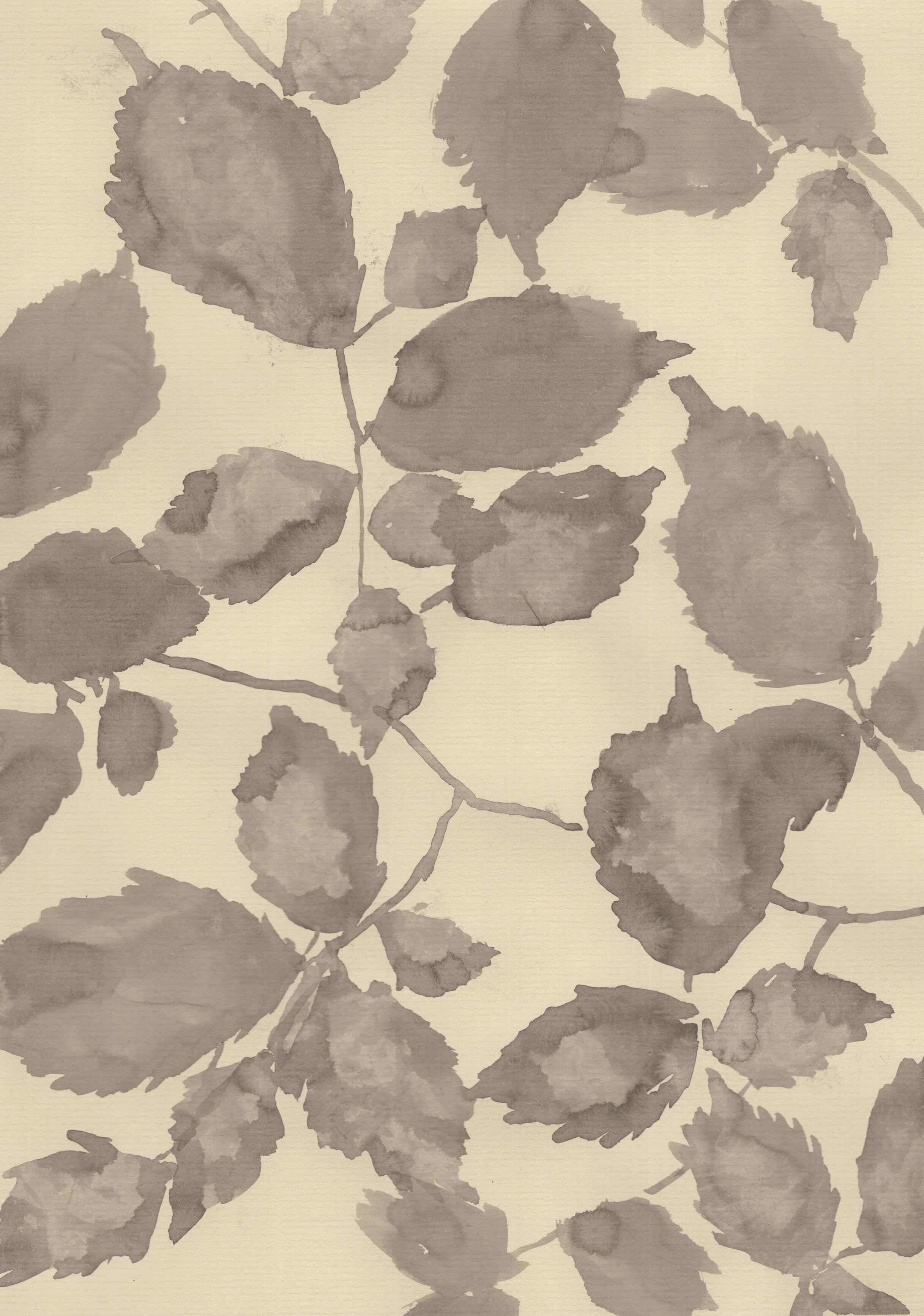 A Peaceful Elm