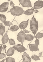 A Peaceful Elm