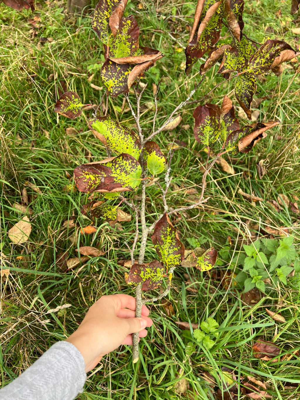 SMALLCOMBE NUTTERY QUINCE - AUTUMN