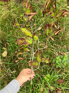 SMALLCOMBE NUTTERY QUINCE - AUTUMN