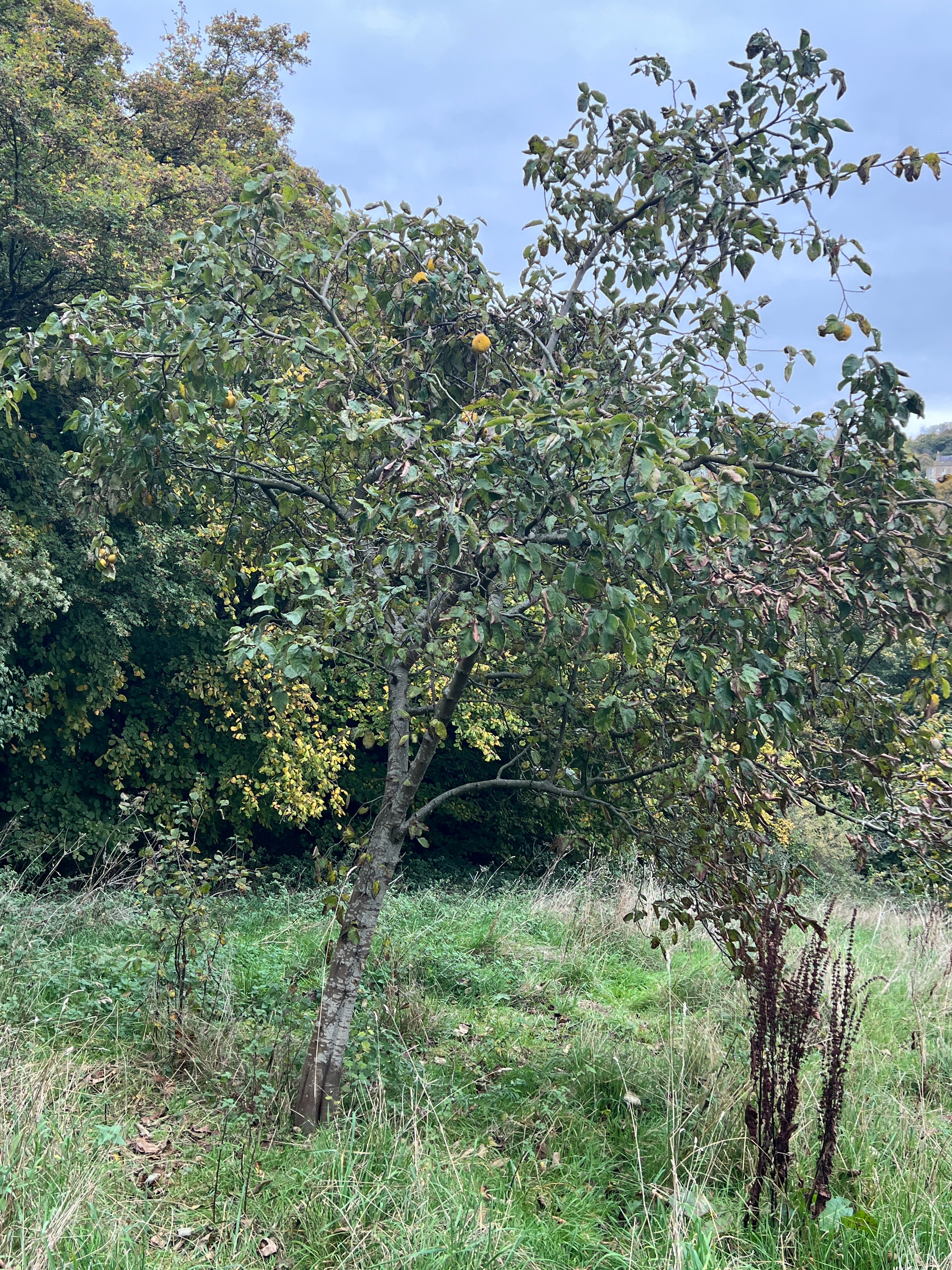 SMALLCOMBE NUTTERY QUINCE - AUTUMN