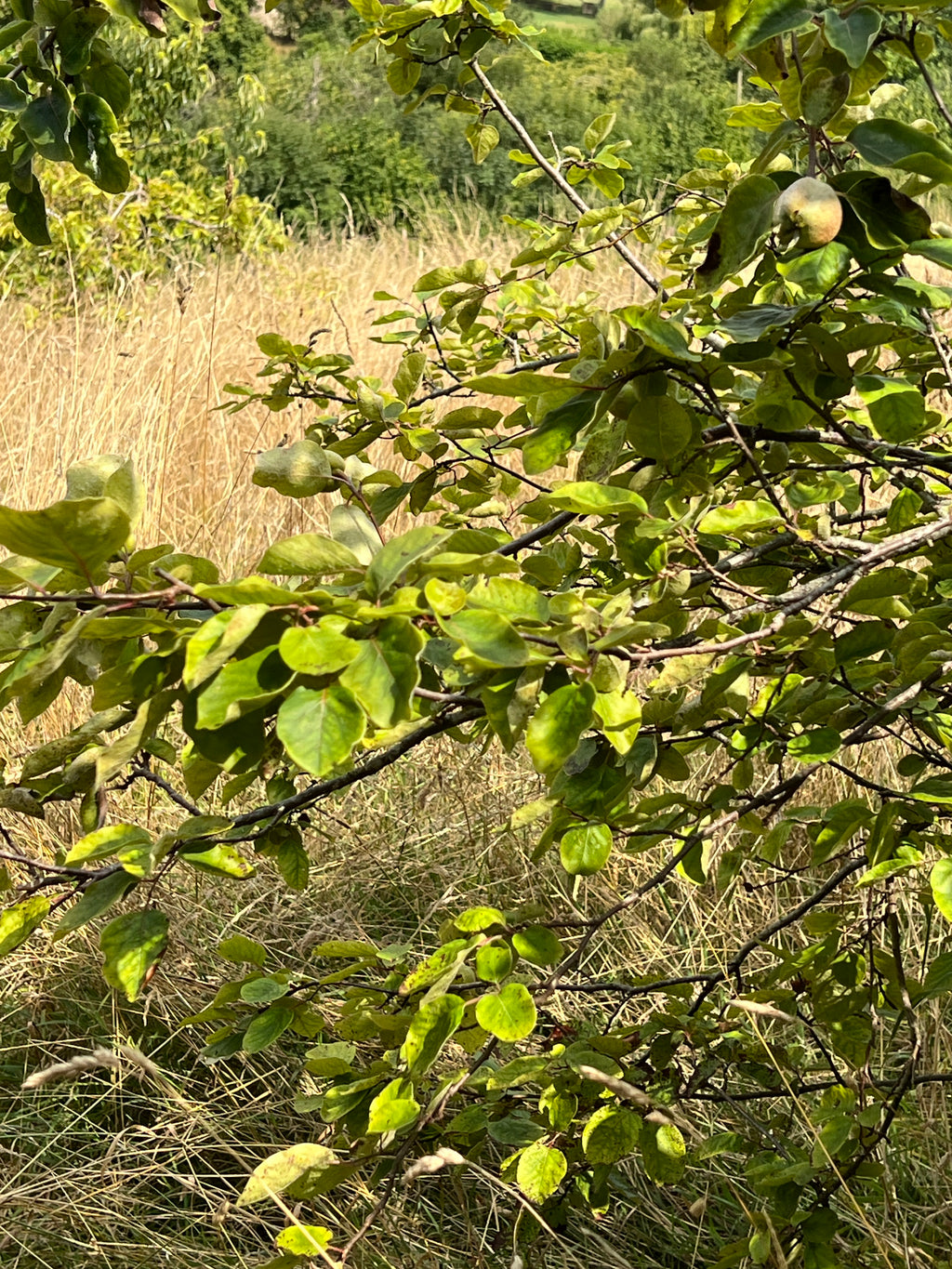 SMALLCOMBE NUTTERY QUINCE - SUMMER