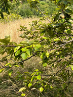 SMALLCOMBE NUTTERY QUINCE - SUMMER