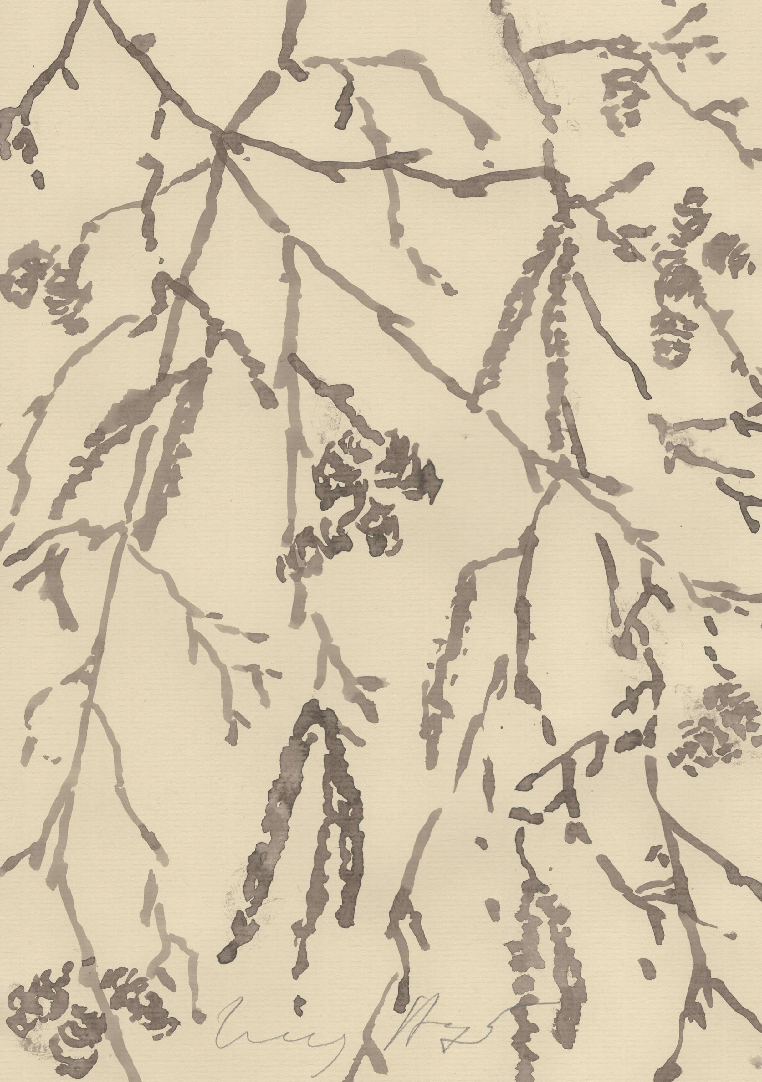 RED ALDER ALONG THE RIVERBANK