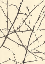 HAWTHORN BEFORE SPRING