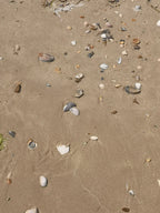 SHELL BEACH PANEL 2