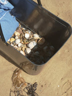 SHELL BEACH PANEL 2
