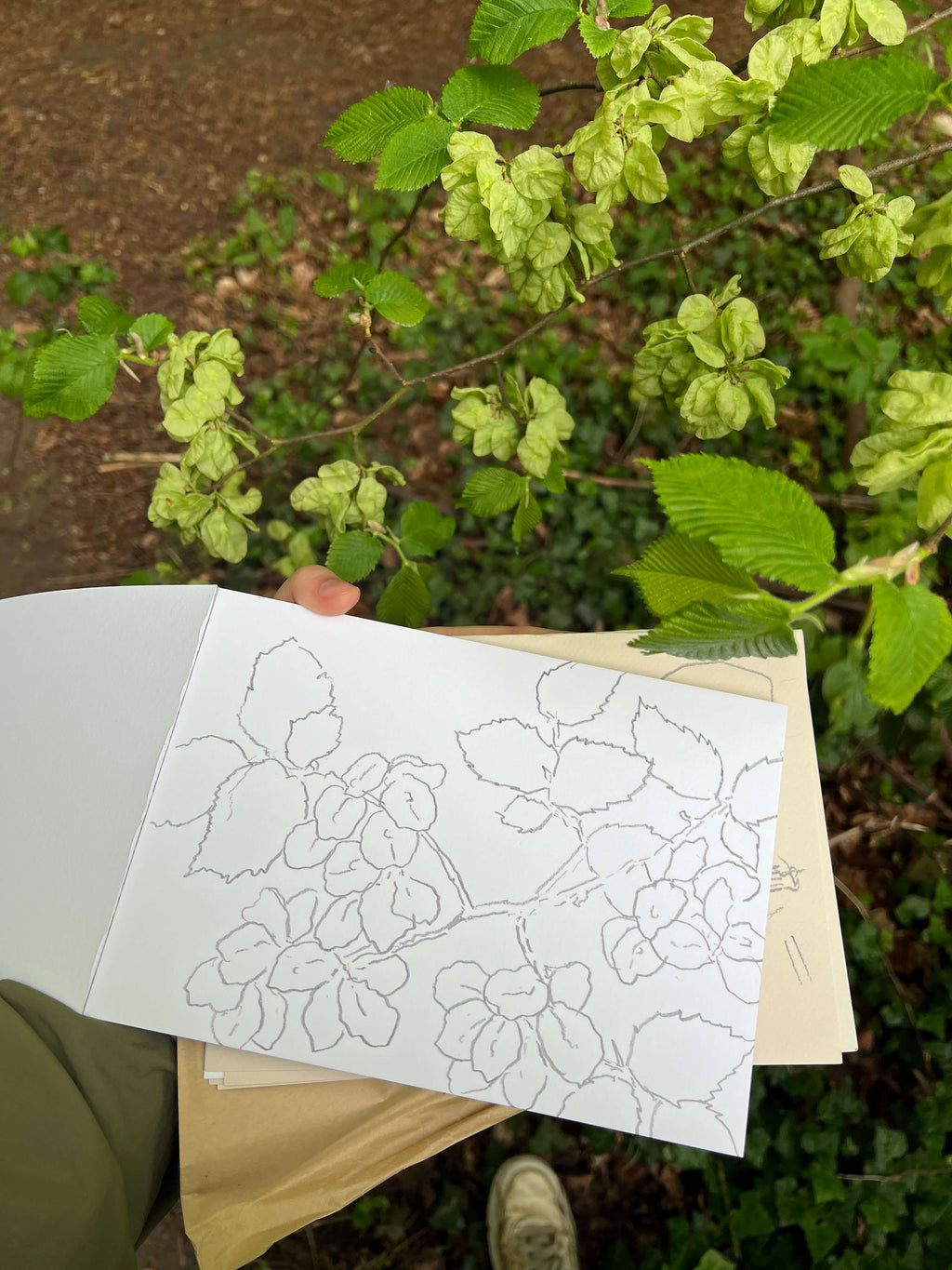 Elm Seed Heads