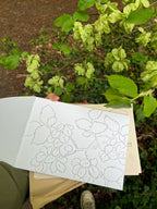 Elm Seed Heads