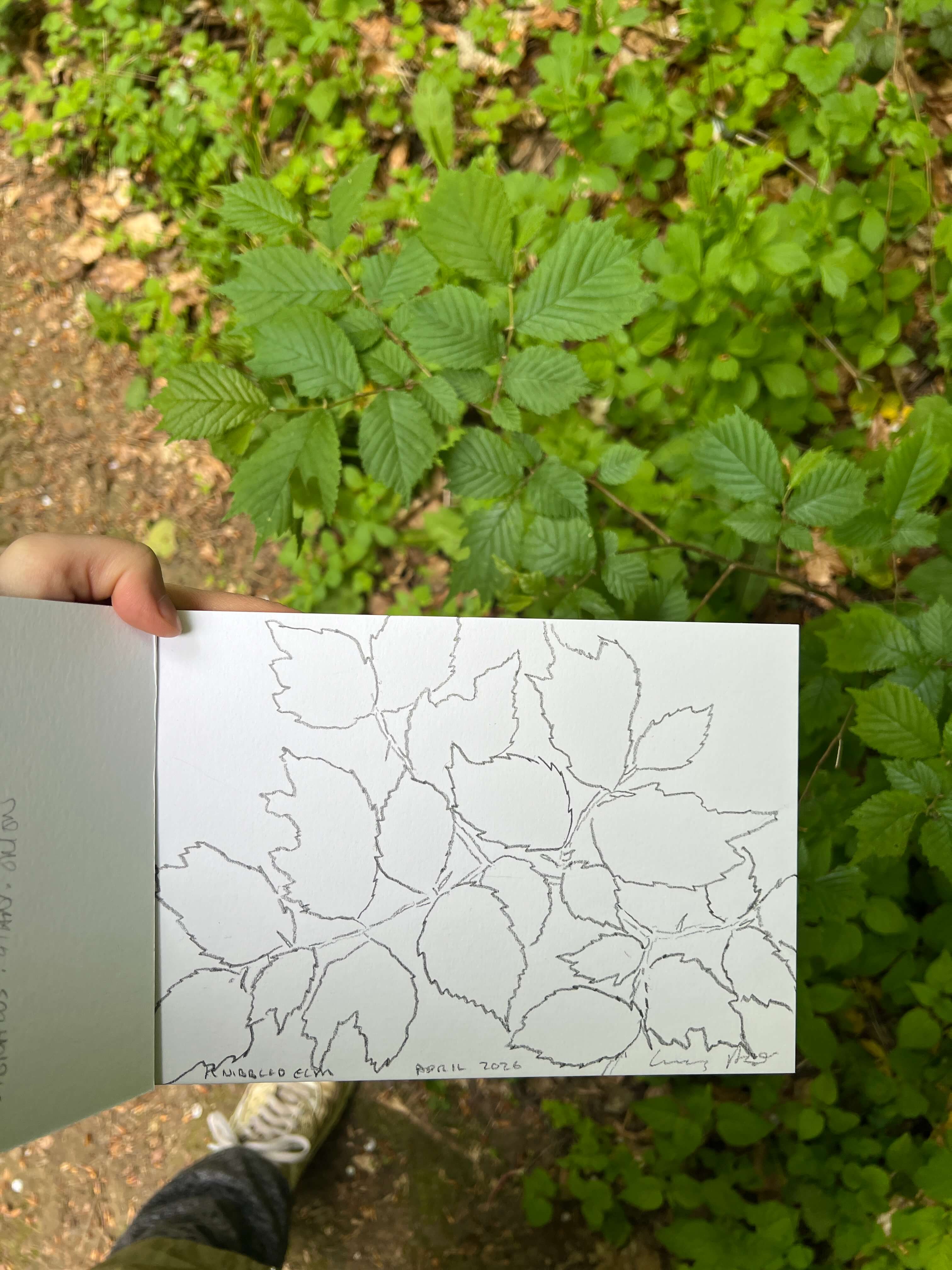 Nibbled Elm