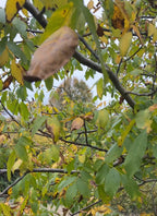 SMALLCOMBE NUTTERY WALNUT - AUTUMN