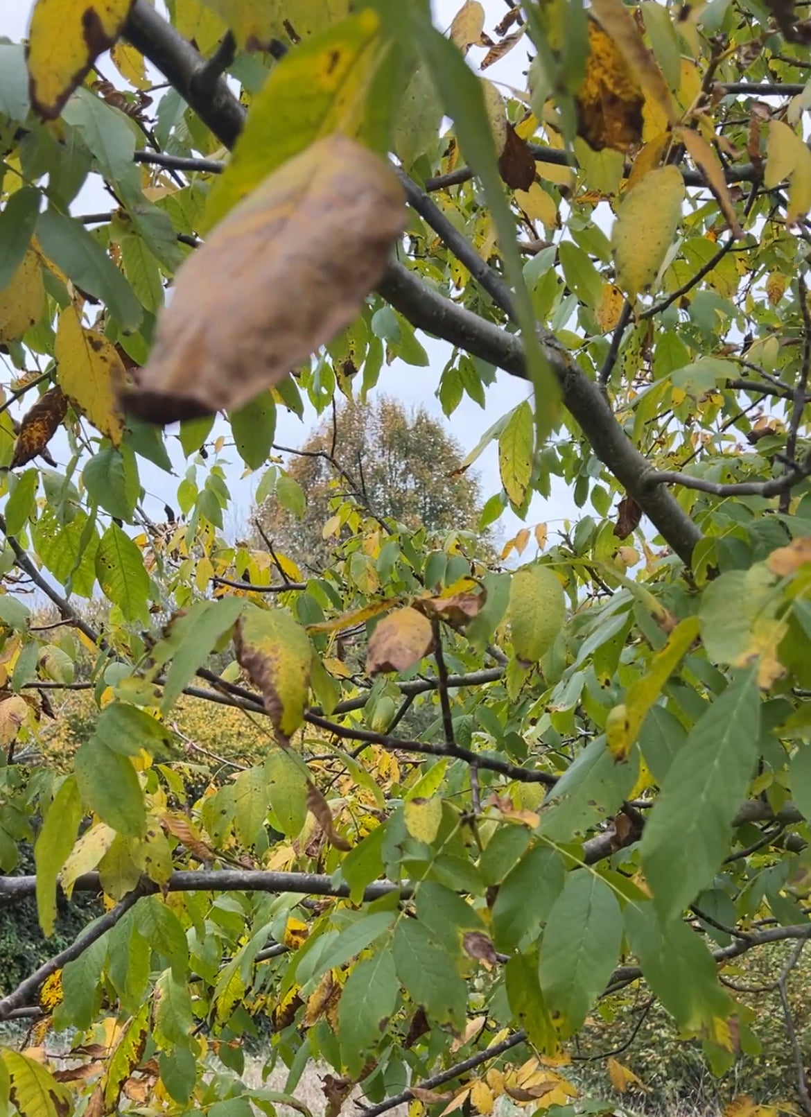 SMALLCOMBE NUTTERY WALNUT - AUTUMN