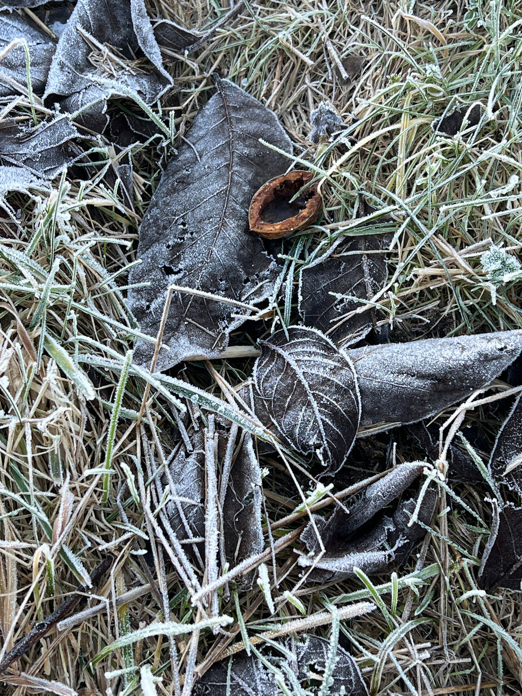 SMALLCOMBE NUTTERY WALNUT - WINTER