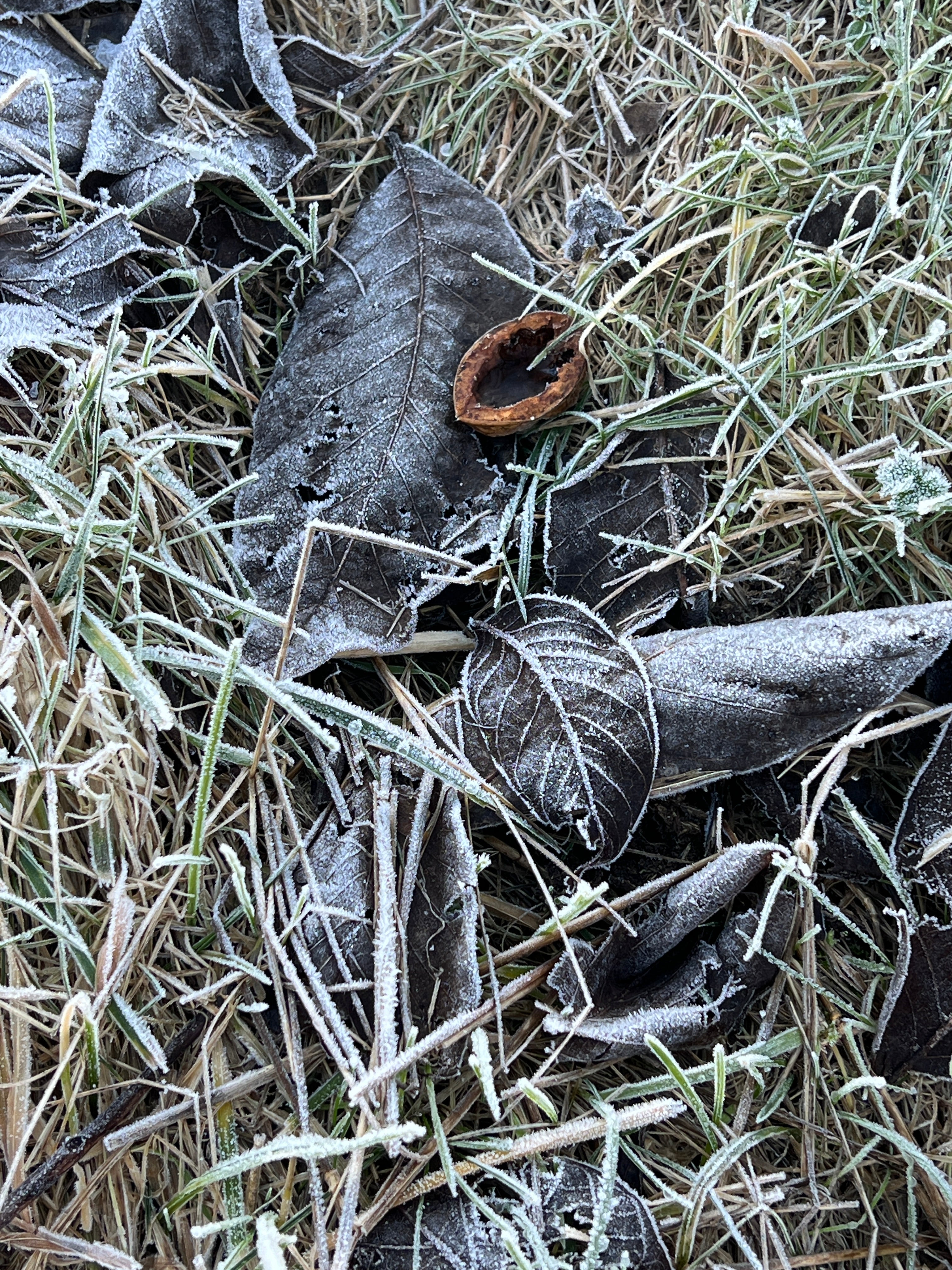 SMALLCOMBE NUTTERY WALNUT - WINTER