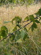 SMALLCOMBE NUTTERY WALNUT - SUMMER