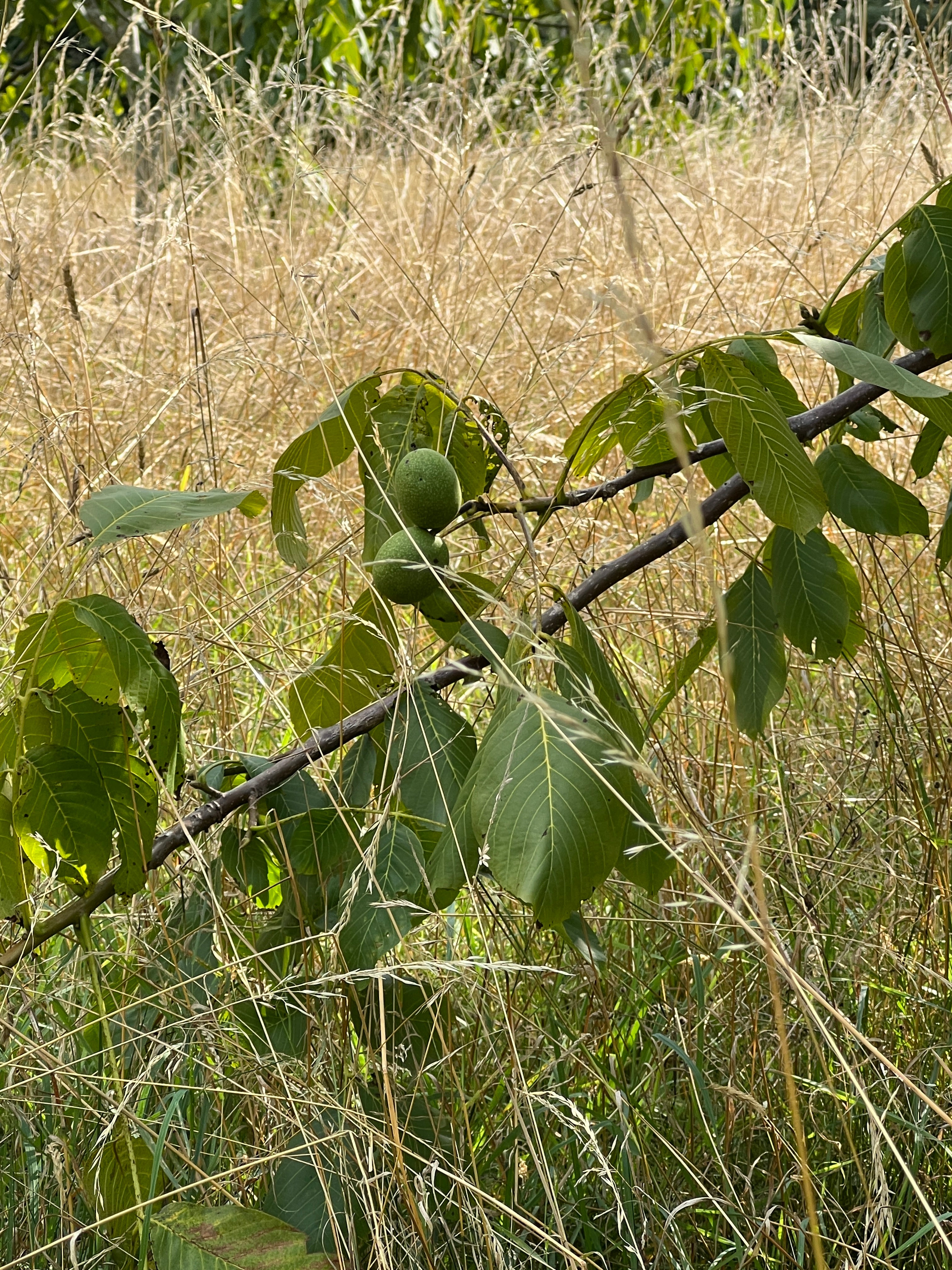SMALLCOMBE NUTTERY WALNUT - SUMMER