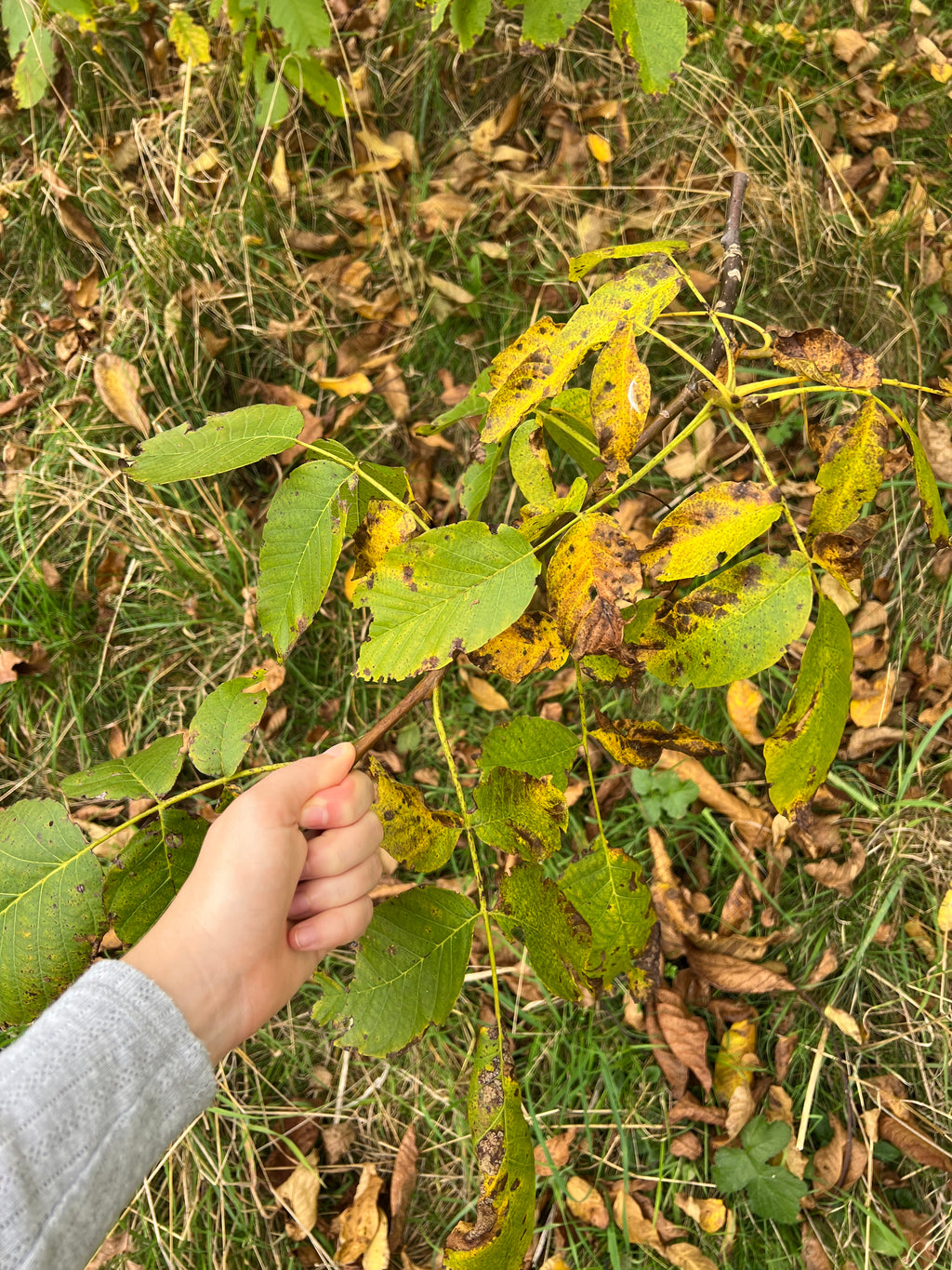 SMALLCOMBE NUTTERY WALNUT - AUTUMN
