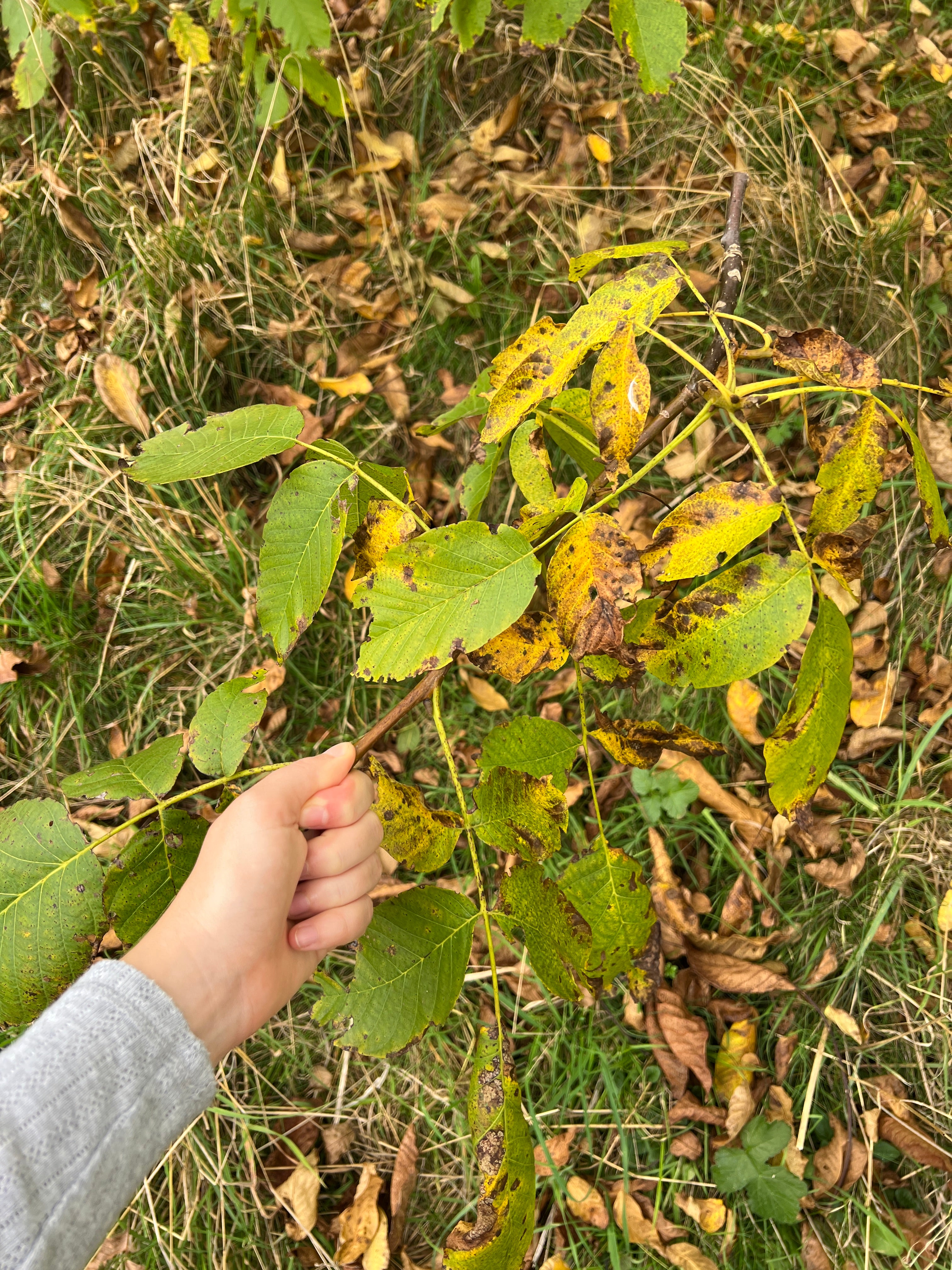 SMALLCOMBE NUTTERY WALNUT - AUTUMN