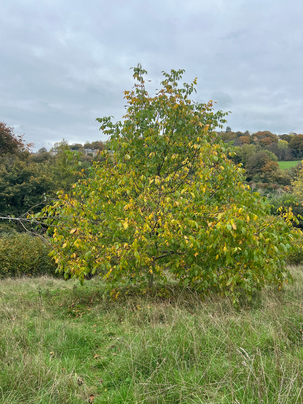 SMALLCOMBE NUTTERY WALNUT - AUTUMN