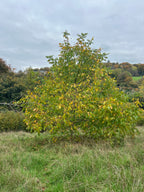 SMALLCOMBE NUTTERY WALNUT - AUTUMN