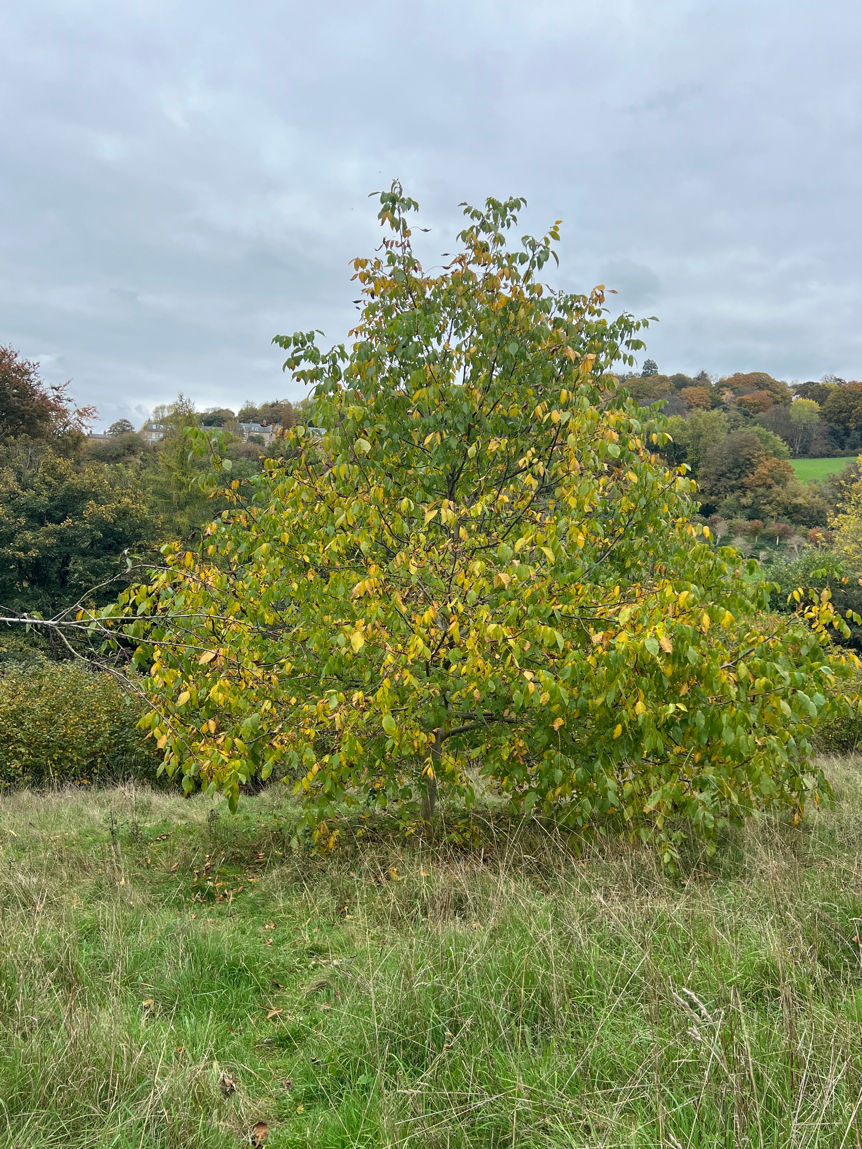 SMALLCOMBE NUTTERY WALNUT - AUTUMN