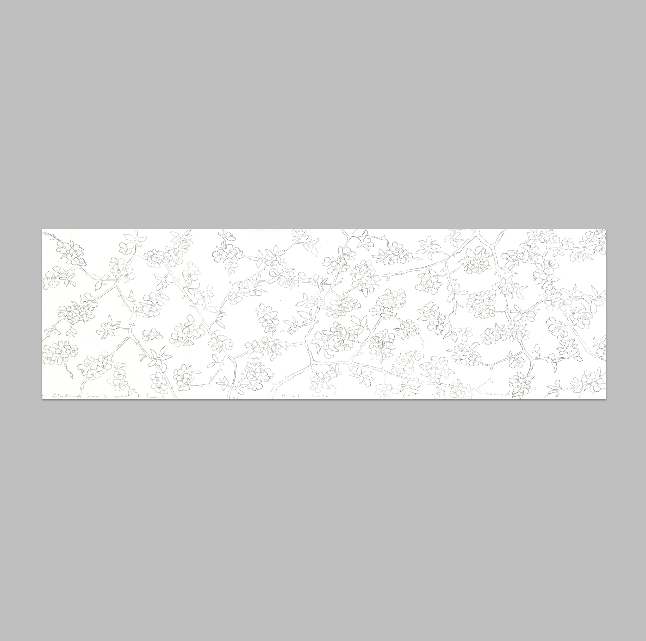 BLACKTHORN FLOWERS BEFORE IT LEAFS
