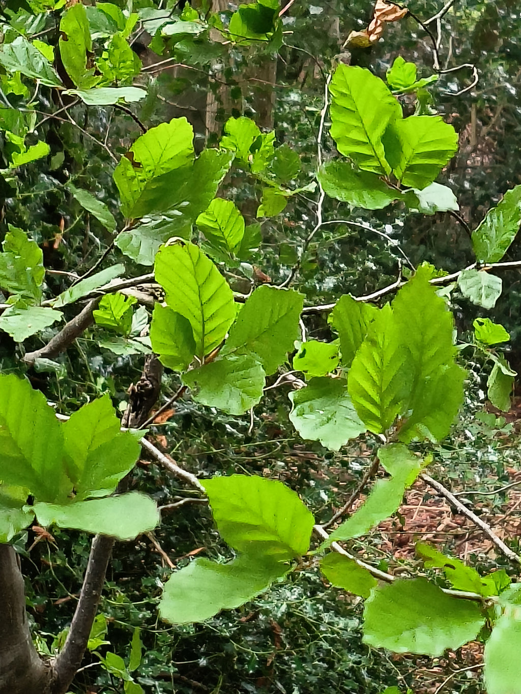 YOUNG BEECH 1