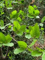 YOUNG BEECH 1