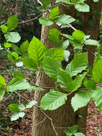 YOUNG BEECH 2