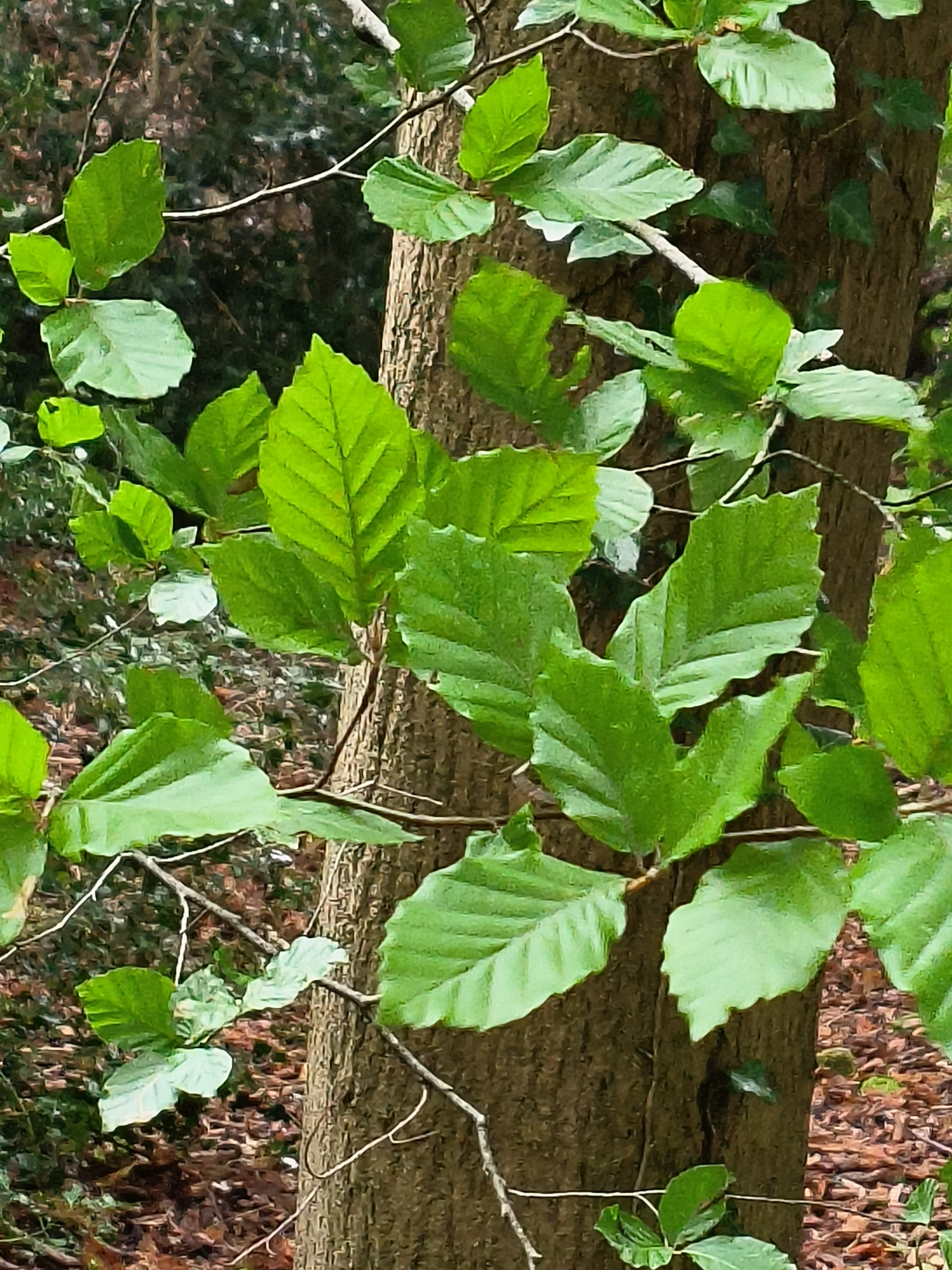 YOUNG BEECH 2