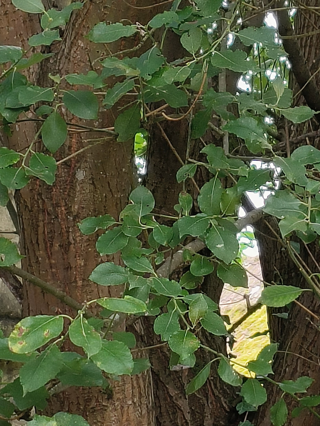 YOUNG BEECH UNDER TREES 2