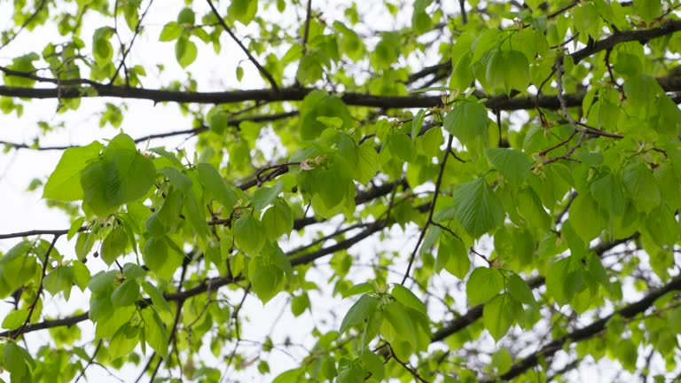 LIME LEAVES