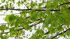 LIME LEAVES
