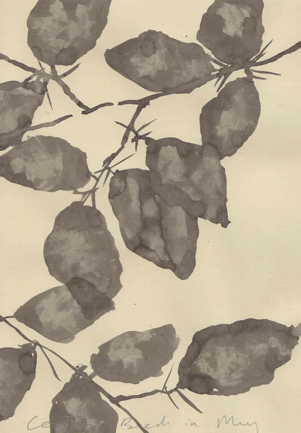 COPPER BEECH IN MAY