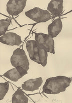 COPPER BEECH IN MAY