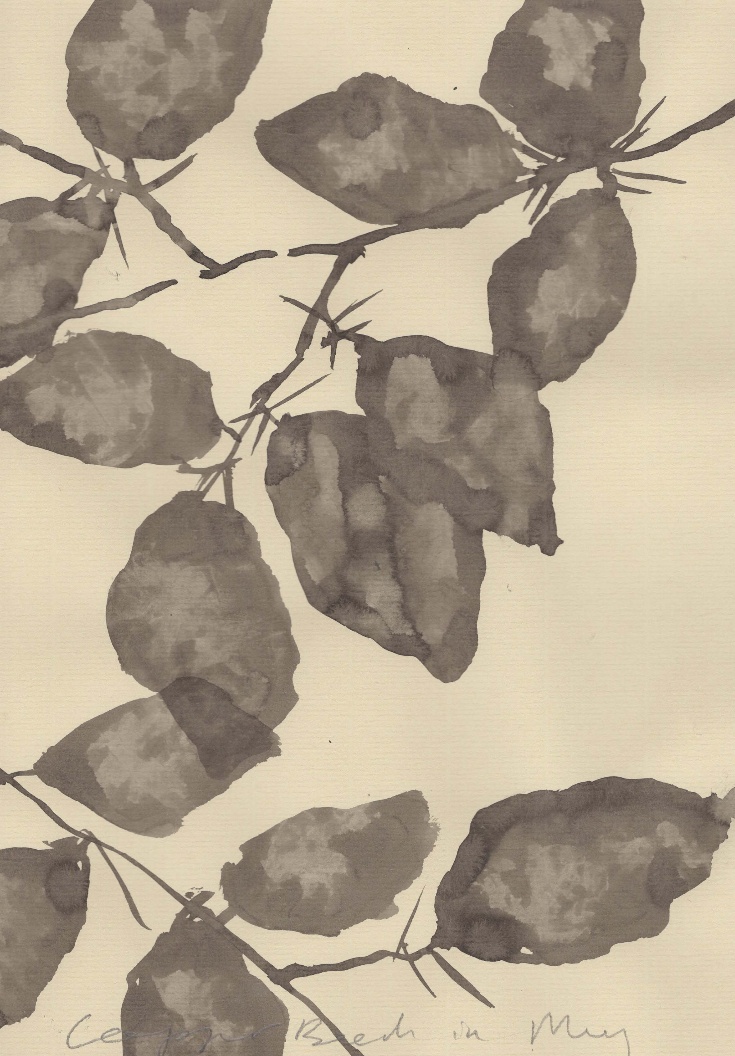 COPPER BEECH IN MAY