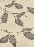 BEECH IN THE WIND AND RAIN
