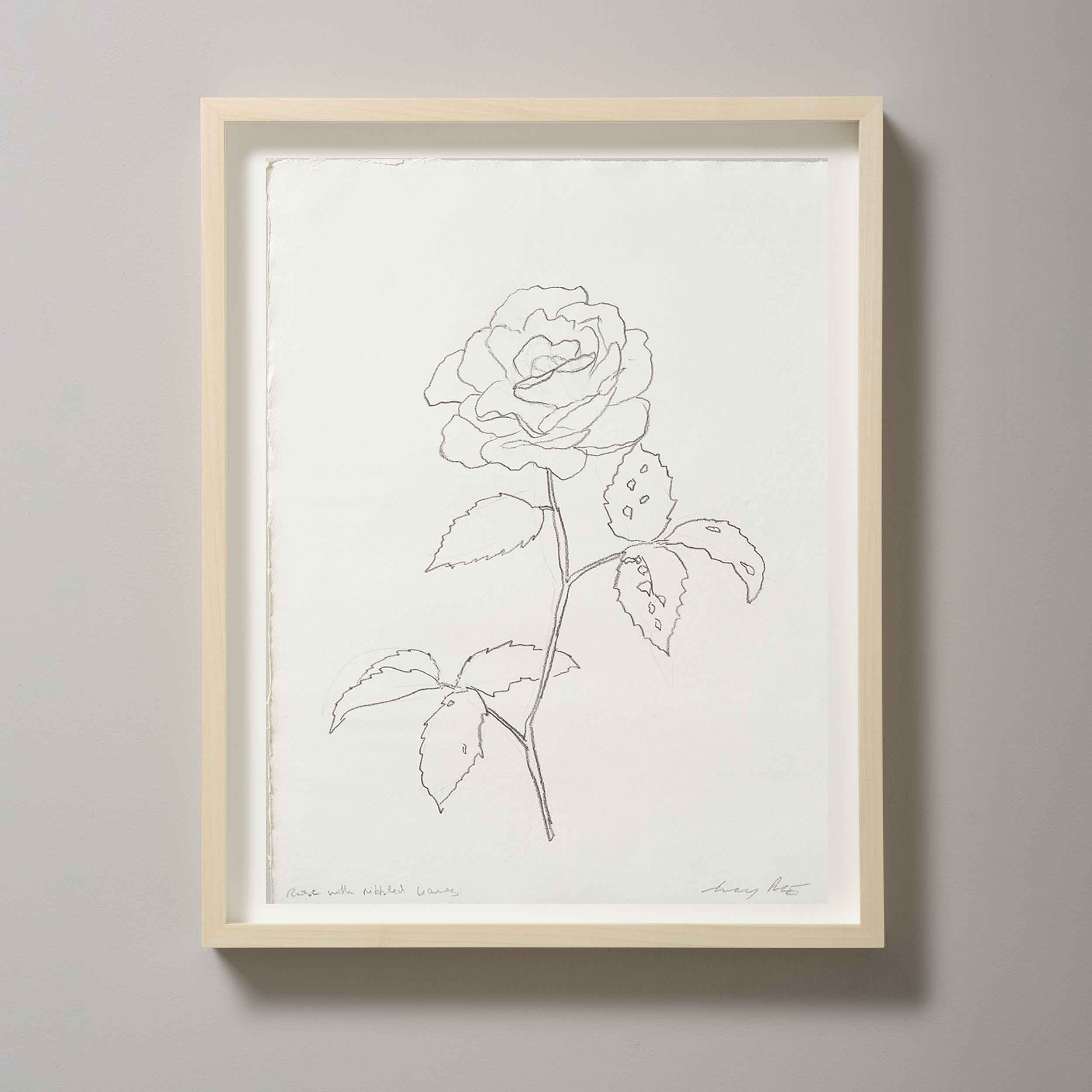 ROSE WITH NIBBLED LEAVES